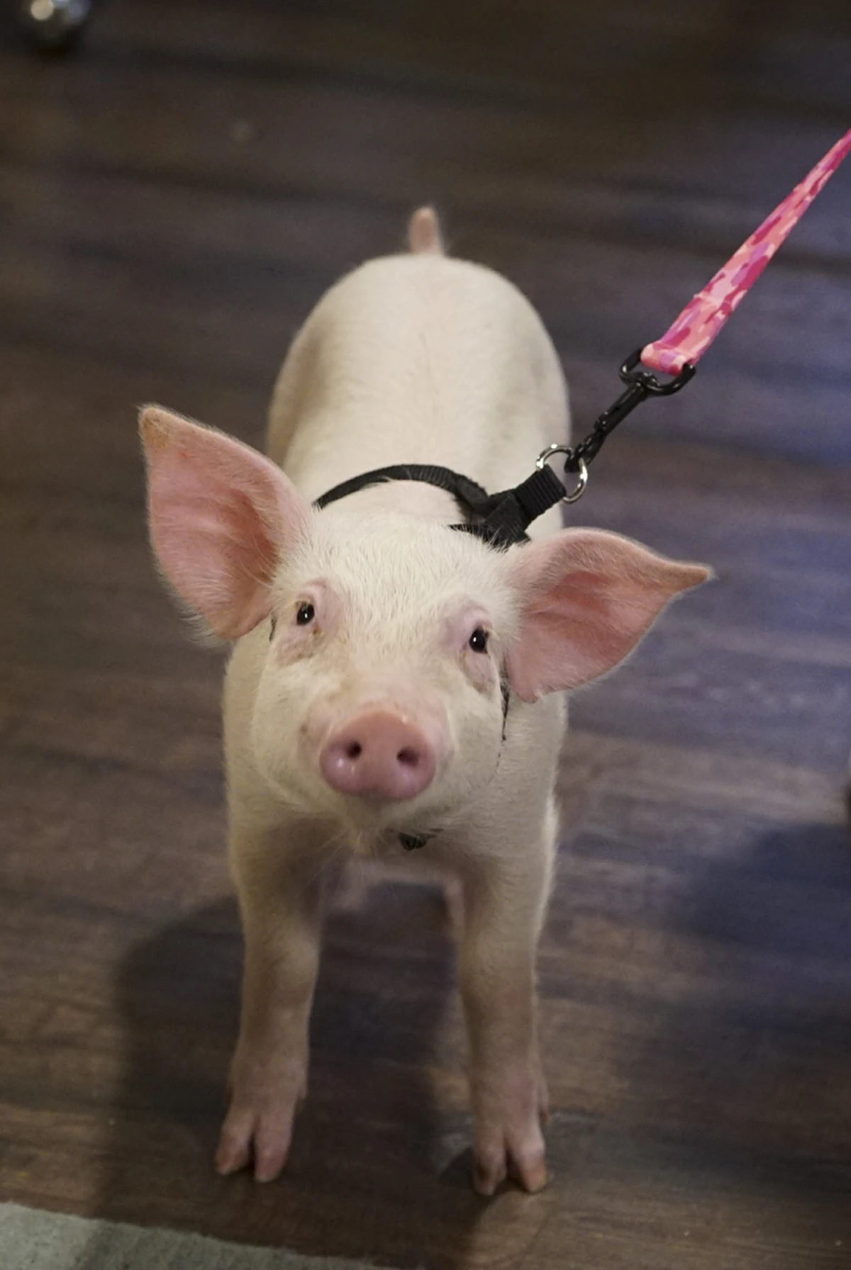 Hans Gruber American Housewife Wiki Fandom