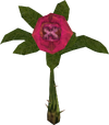 Blood Rose