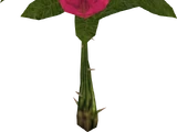 Blood Rose