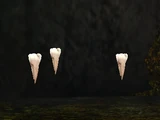 Teeth