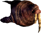 Walrus