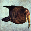 Walrus render.png
