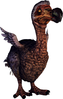 Dodo