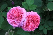 Damascus rose