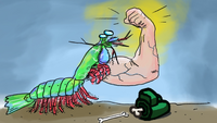 Mantis Shrimpus