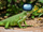Lizardmogus