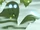 Moss Man