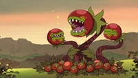 S1E3A-Tomato plant burping.jpg (343 KB)