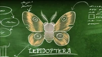 S1E17B-Chalkboard drawing of a moth.jpg (119 KB)