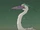Heron