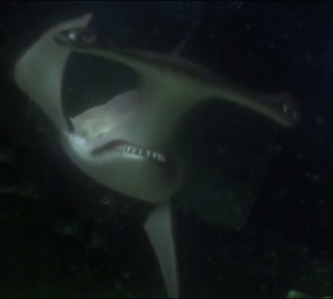 Anchor The Shark | The 5D-Combined-Shared Crossovers for An The-Good ...