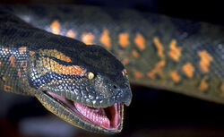 Giant Anaconda Anaconda Lake Placid Wikia Fandom Giant Anaconda Anaconda Lake Placid Wikia Fandom