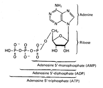 ATP