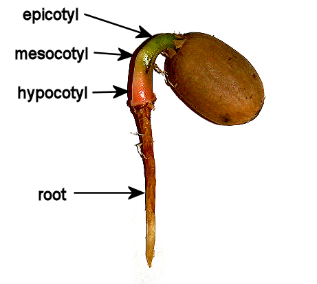 Гипокотиль у растений. Гипокотиль. Эпикотиль и гипокотиль. Эпикотиль у пшеницы.