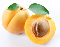 Apricot