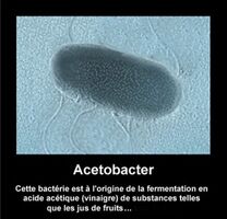 Acetobacter aurantius