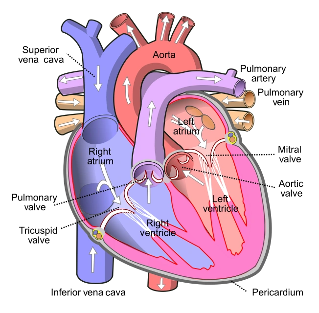 heart-anatomy-of-human-wiki-fandom