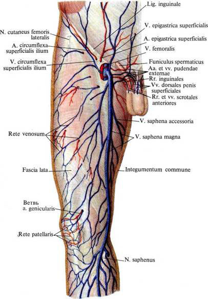 Как проходят вены на ногах фото схемы