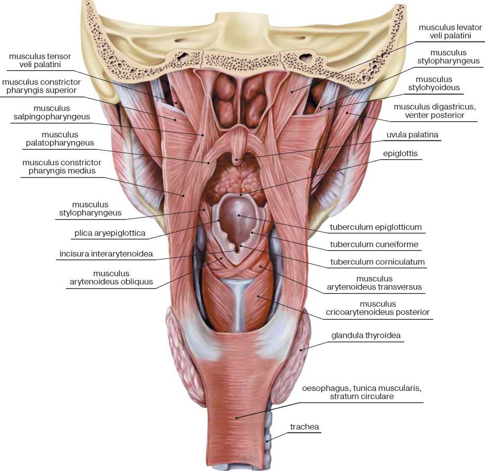 Картинка глотки. Строение глотки и гортани. Анатомия горла и гортани. Глотка анатомия человека.