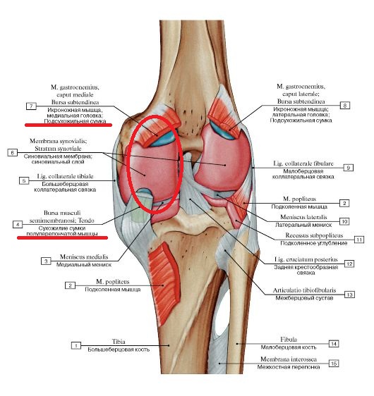Колено на латинском. Анатомия коленного сустава Синельников. Строение коленного сустава синовиальные сумки. Левый коленный сустав строение анатомия. Анатомия коленного сустава человека Синельников.