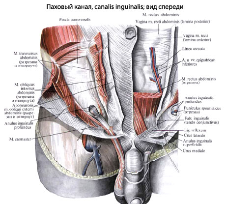 Картинки КАК НАЗЫВАЕТСЯ ПАХОВАЯ ОБЛАСТЬ
