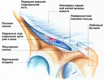 Связку купера образуют. Связка поддерживающая молочную железу. Связку купера образуют. Молочная железа связки купера. Связку купера образуют.