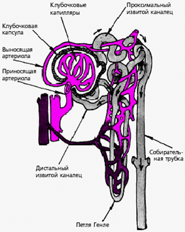 Петля генле. Строение нефрона петля Генле. Строение почки петля Генле. Петля Генле анатомия. Кортикальный отдел петли Генле.