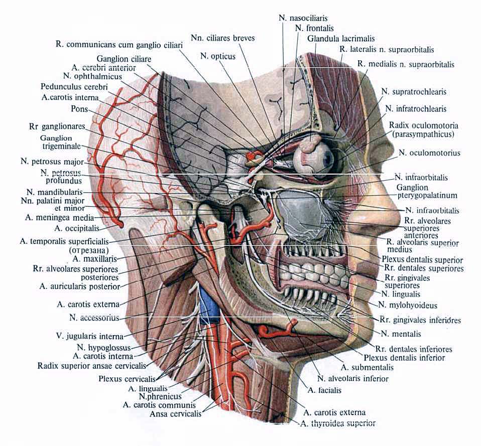 Иннервация головы и шеи. Тройничный нерв топографическая анатомия. Иннервация лицевого отдела головы. Основные ветви тройничного нерва. Тройничный нерв анатомия мозг.