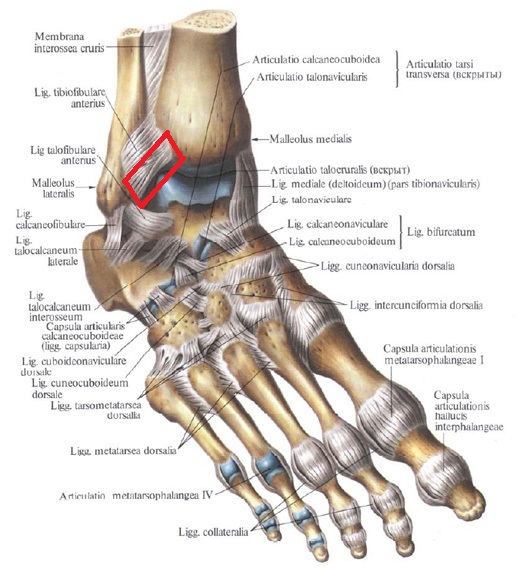Связки стопы фото человека