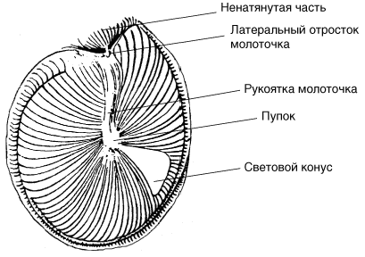 Квадранты барабанной перепонки рисунок