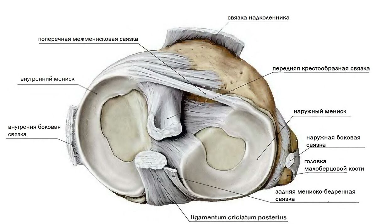 Связка мениска колена. Структура мениска коленного сустава. Медиальный мениск коленного сустава анатомия. Задняя мениско бедренная связка. Анатомия латерального мениска коленного сустава.