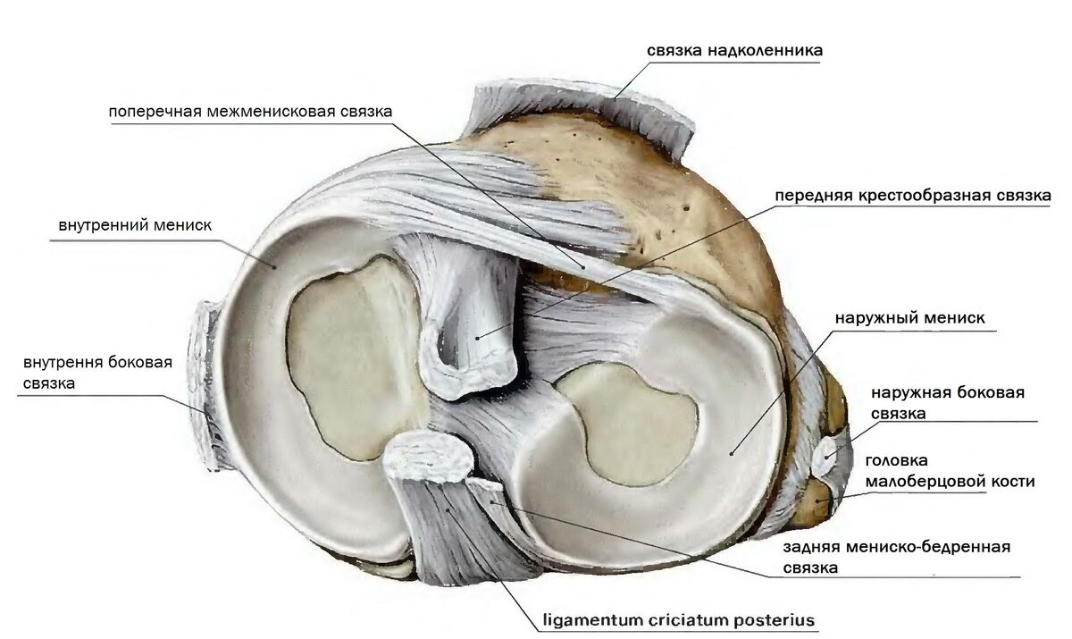 Поперечная связка. Мениск колена анатомия. Строение мениска коленного сустава анатомия. Структура мениска коленного сустава. Коленный сустав строение мениск.
