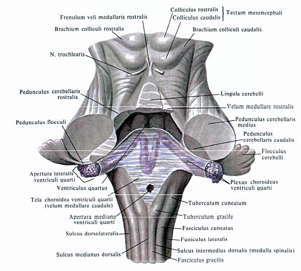 Строение 4. Перешеек ромбовидного мозга. 4 Желудочек ромбовидного мозга. 4 Желудочек головного мозга анатомия строение. Отверстия 4 желудочка.