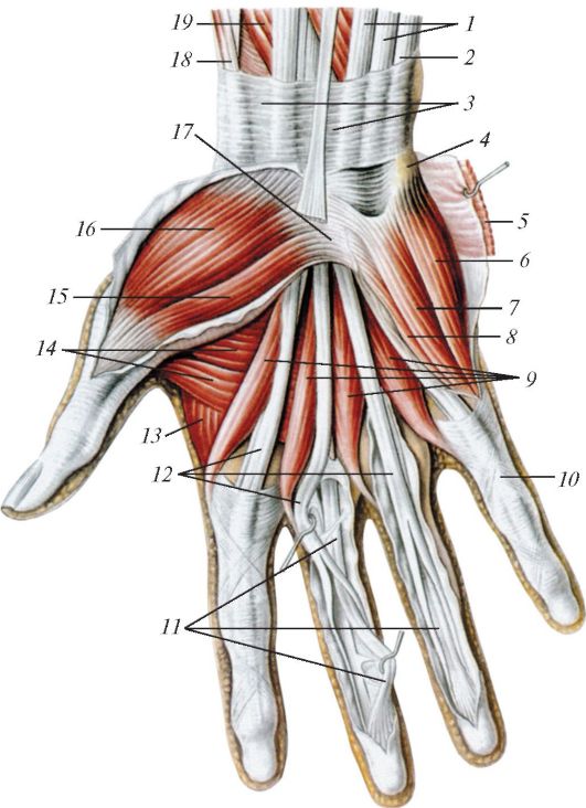 Сухожилия на руке анатомия