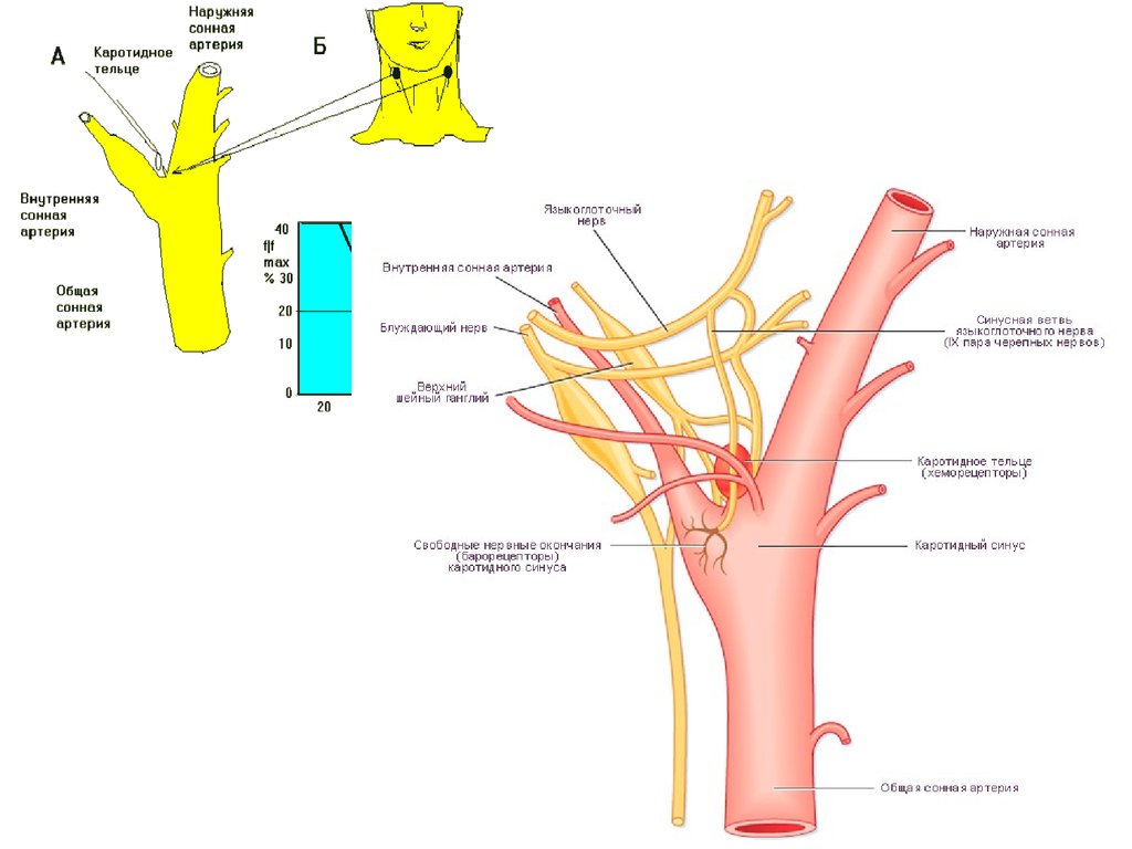 артерии, вены и сосуды микроциркуляторного русла. ветви внутричерепной части позвоночной артерии. сокращение прямая артерия. позвоночные артерии отходят. сокращение прямая артерия.