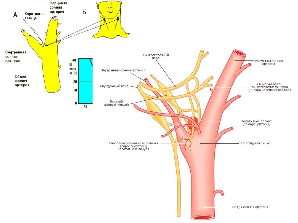 Общая артерия. Сонный гломус анатомия. Каротидная луковица анатомия. Луковица внутренней сонной артерии. Синус внутренней сонной артерии.