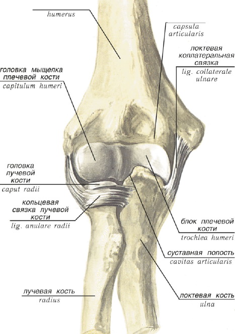Суставные мыщелки. Локтевой сустав анатомия строение кости. Мыщелок плечевой кости анатомия. Головка мыщелка локтевой кости. Головка мыщелка плечевой кости анатомия.