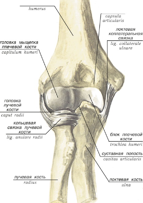 Коллатеральные связки латынь. Строение локтевого сустава кости. Локтевой сустав анатомия строение кости. Схема строения локтевого сустава. Мыщелок плечевой кости.