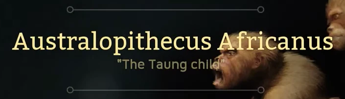 australopithecus africanus taung niño