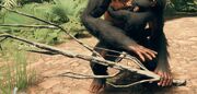 Hominid Altering a Dead Branch