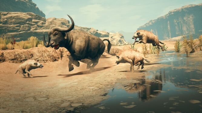 Hyenas hunt a buffalo.