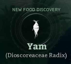 Yam