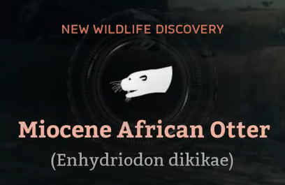 Miocene African Otter.png
