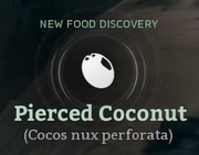 Pierced Coconut