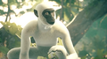 African Green Monkey.png