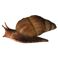 Giant African Snail (Lissachatina fulica)