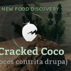 Food for the ancestors worksheet answers