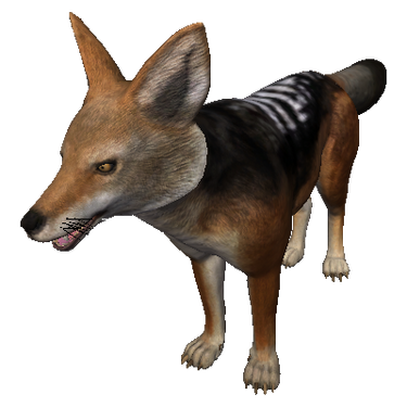 In-game model of Black-Backed Jackal