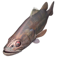 Bass (Micropterus)