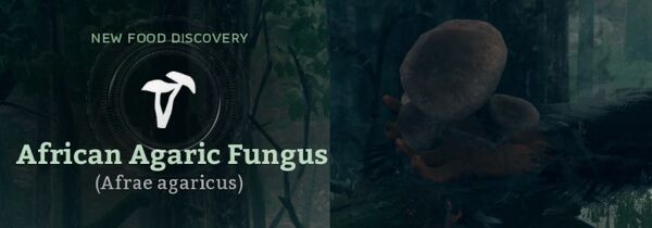 African Agaric Fungus (Afrae agaricus).jpg